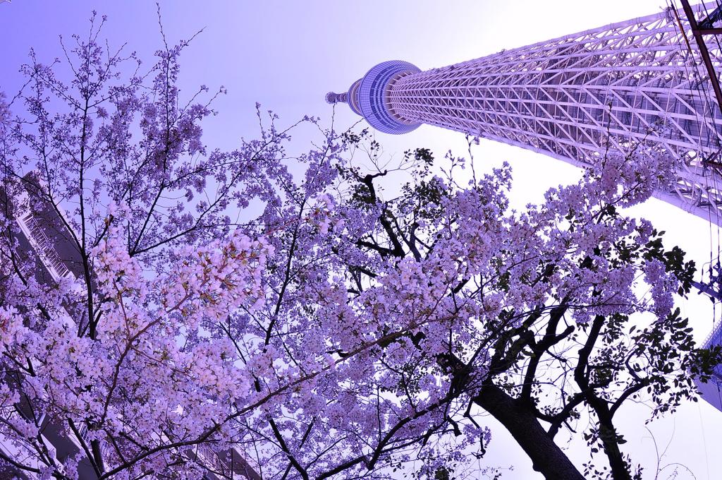 東京スカイツリーと見上げる桜・・