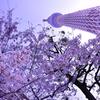 東京スカイツリーと見上げる桜・・