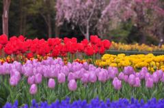 いろいろな彩りのチューリップ。。昭和記念公園