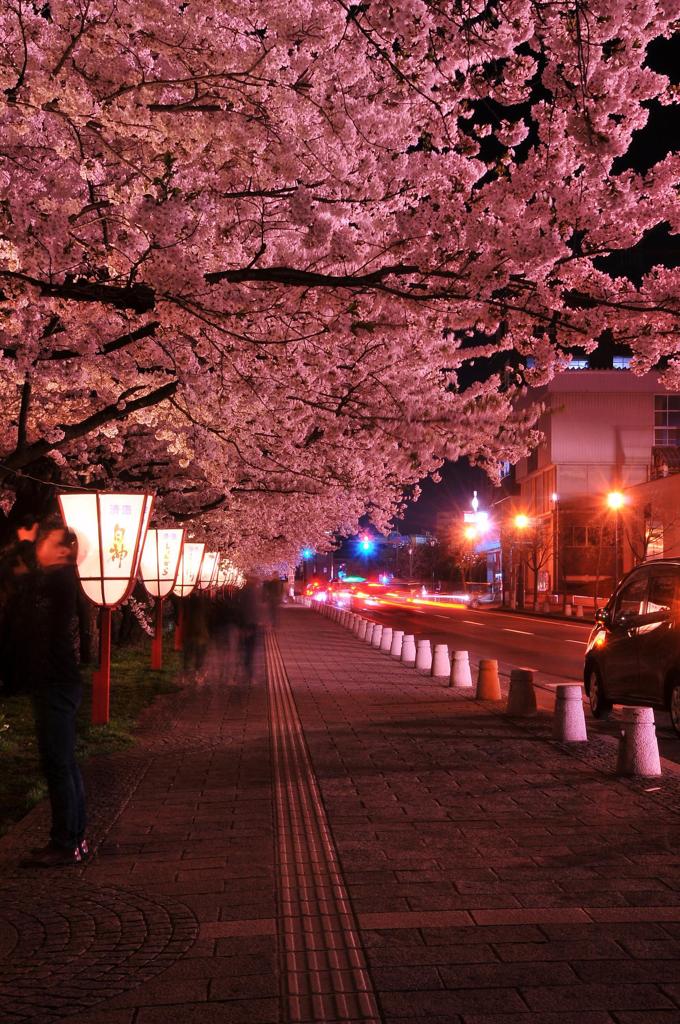 弘前公園の夜桜は。。トンネル風