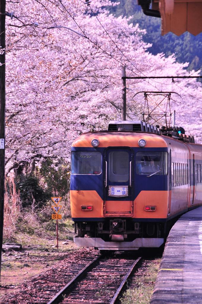 大井川鉄道 家山駅のサクラと大井川鉄道旧近鉄特急車両