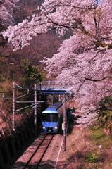 御殿場線特急あさぎり号・・山北の桜のトンネル③
