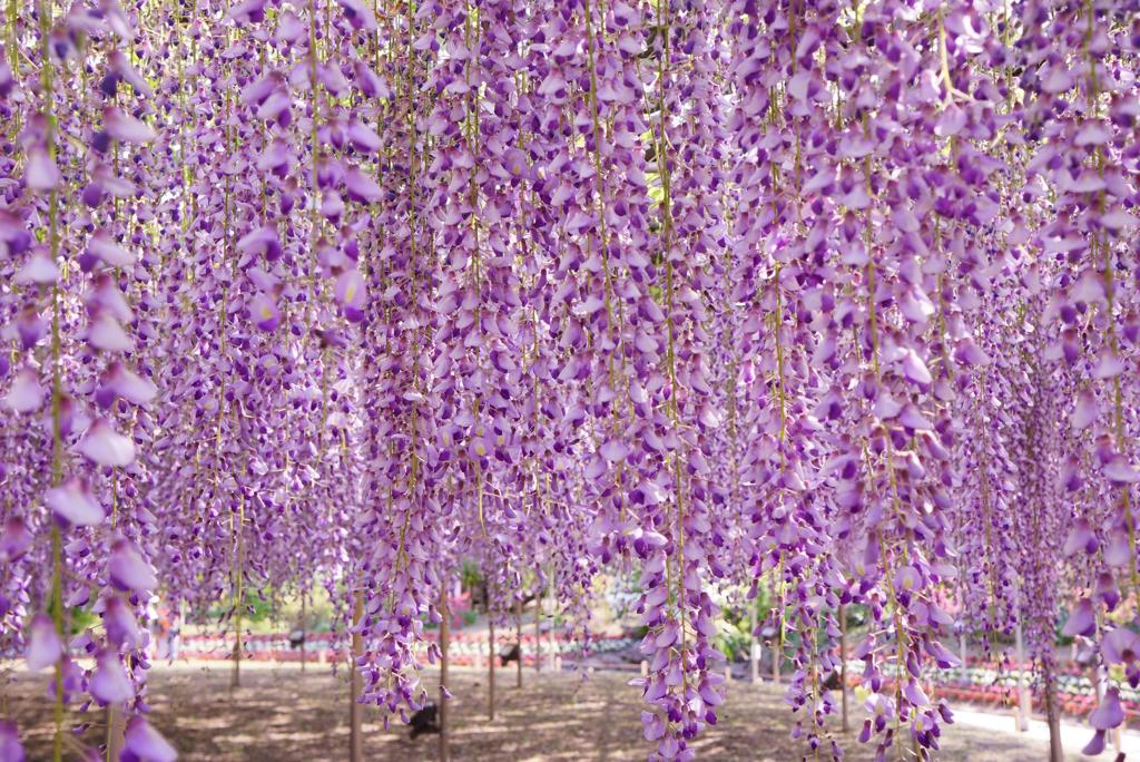 HDR あしかがフラワーパーク藤の花・・20120512