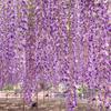 HDR あしかがフラワーパーク藤の花・・20120512
