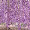 HDR あしかがフラワーパーク藤の花・・20120512