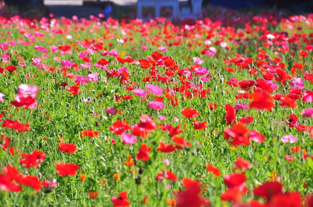 朝のくりはま花の国 ホピー満開