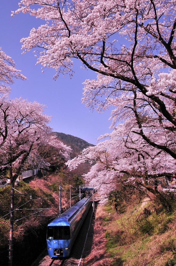 御殿場線特急あさぎり号・・山北の桜のトンネル②