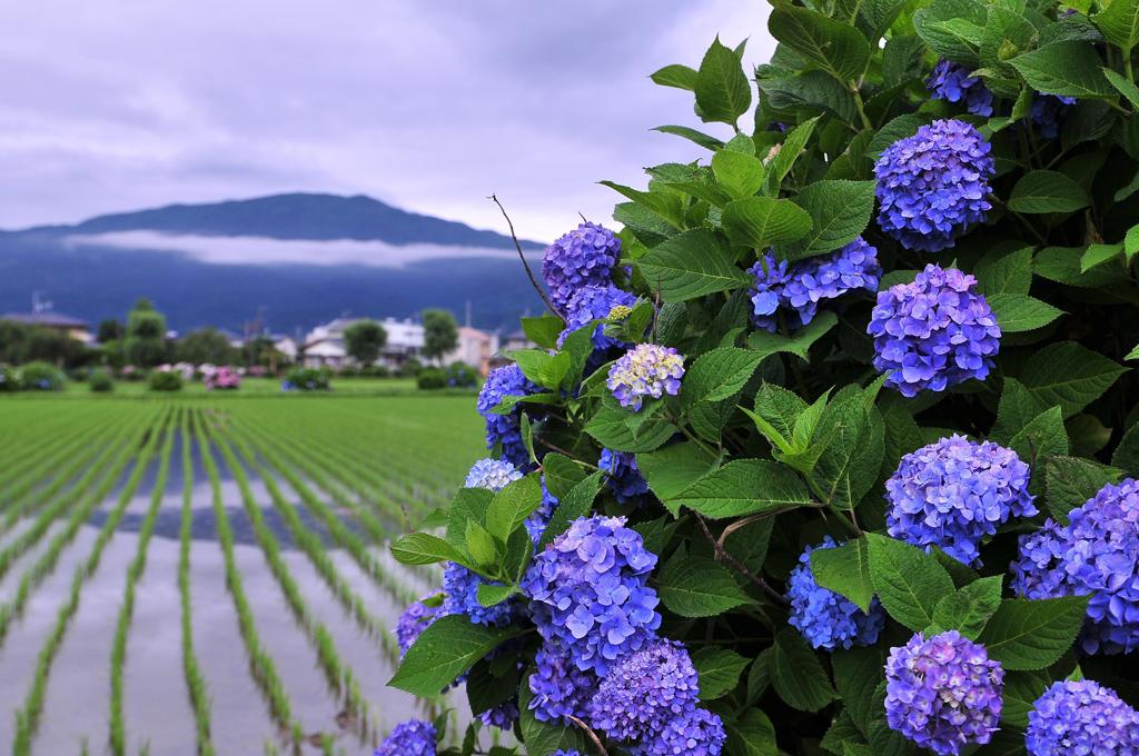 雨も上がり霧もきれ綺麗な田んぼに蒼いあじさい・・2012