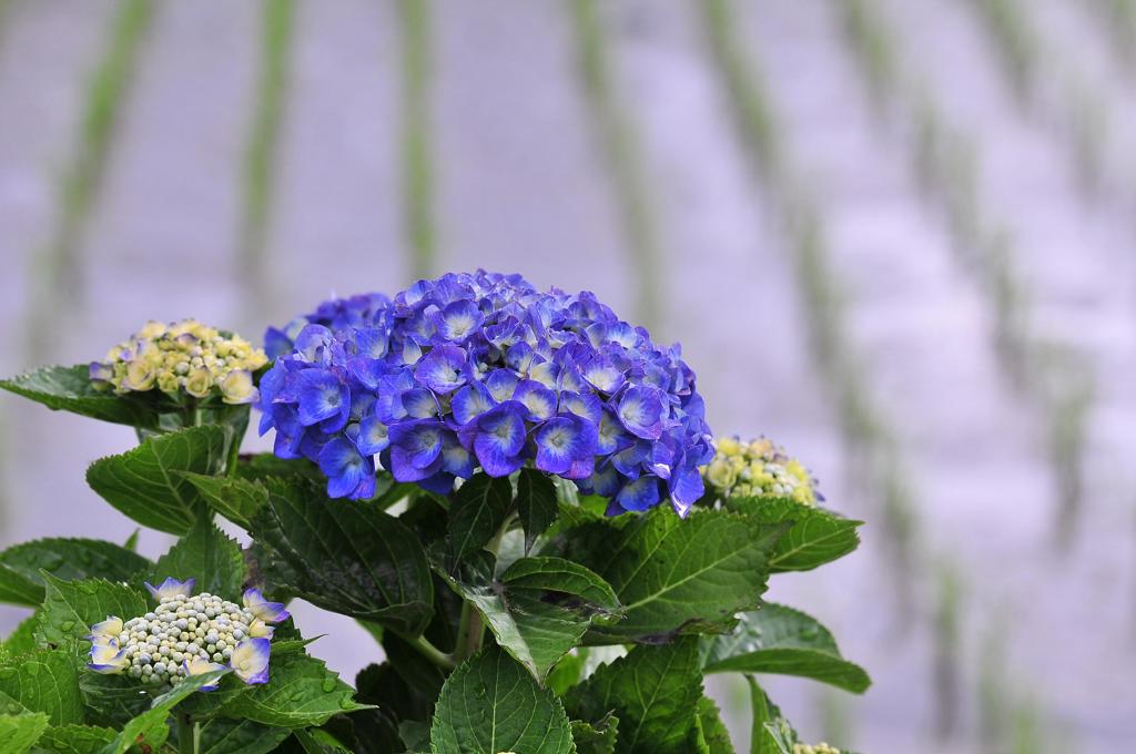田植えのすんだ中に紫陽花・・