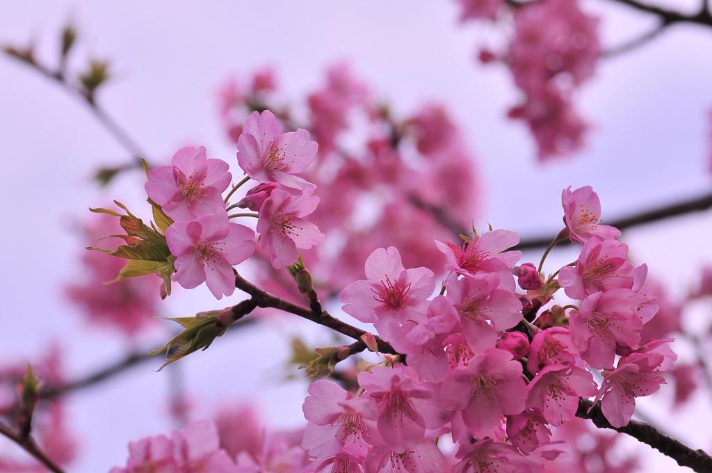 透き通った花びらな河津さくら・・・