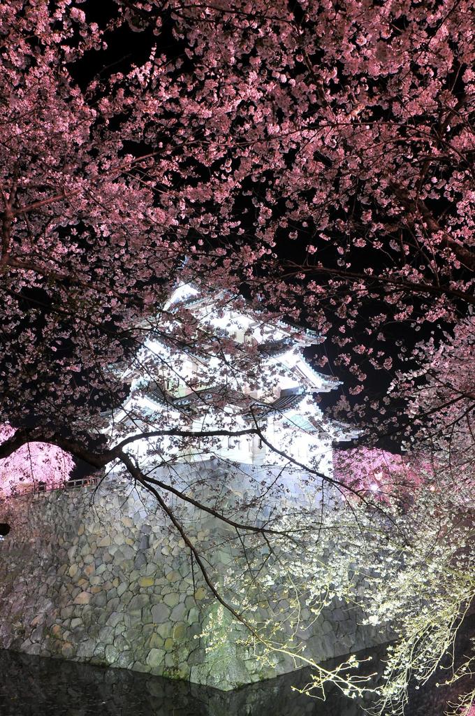 白く光る弘前城と夜桜・・