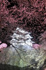 白く光る弘前城と夜桜・・