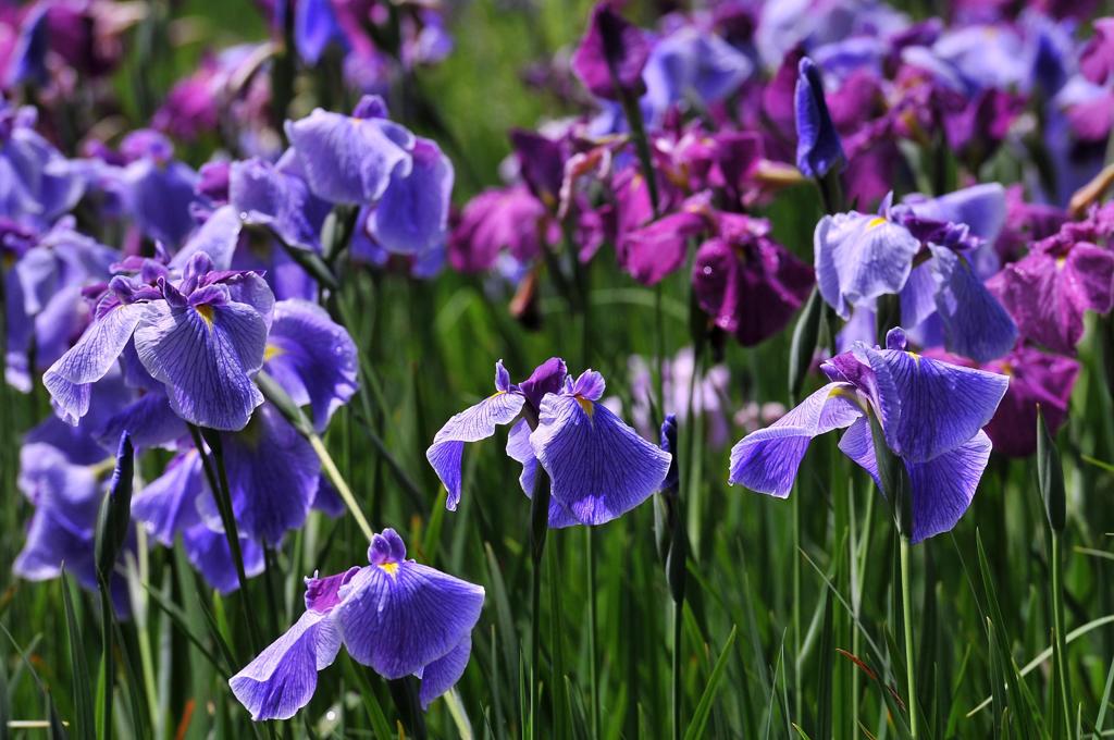 晴れた日の花菖蒲