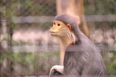綺麗なお猿さん。。。