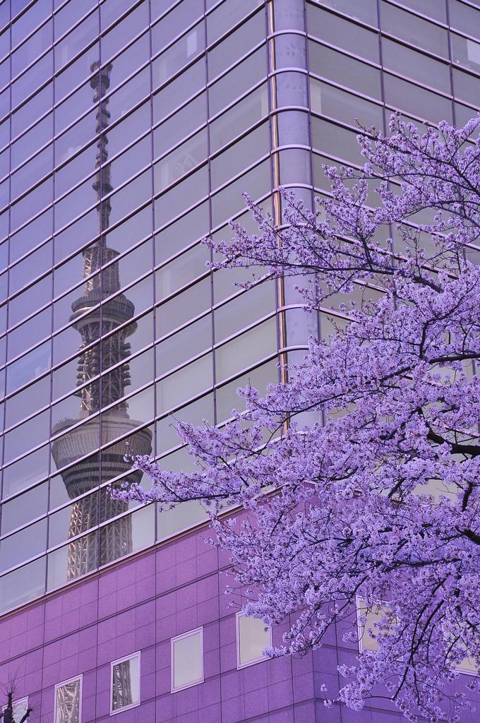 ビルに写り込む東京スカイツリーと桜・・