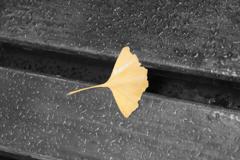 雨のしたたるベンチに落ちるイチョウの葉・・・