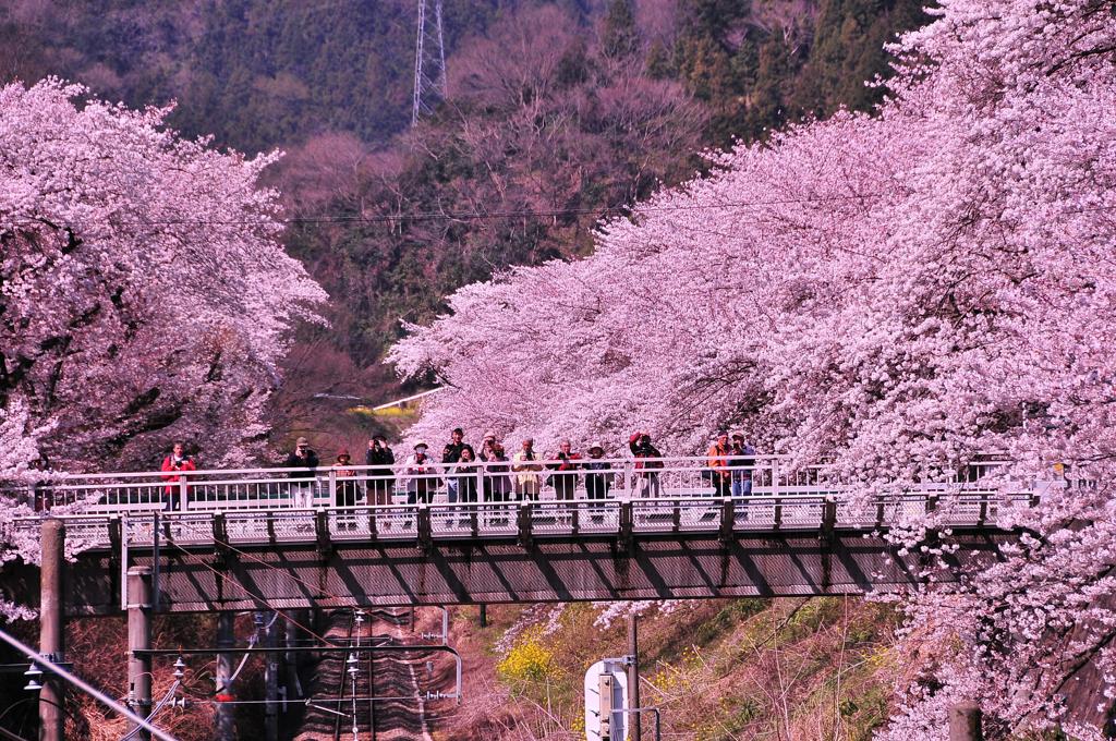 山北の桜群・・・