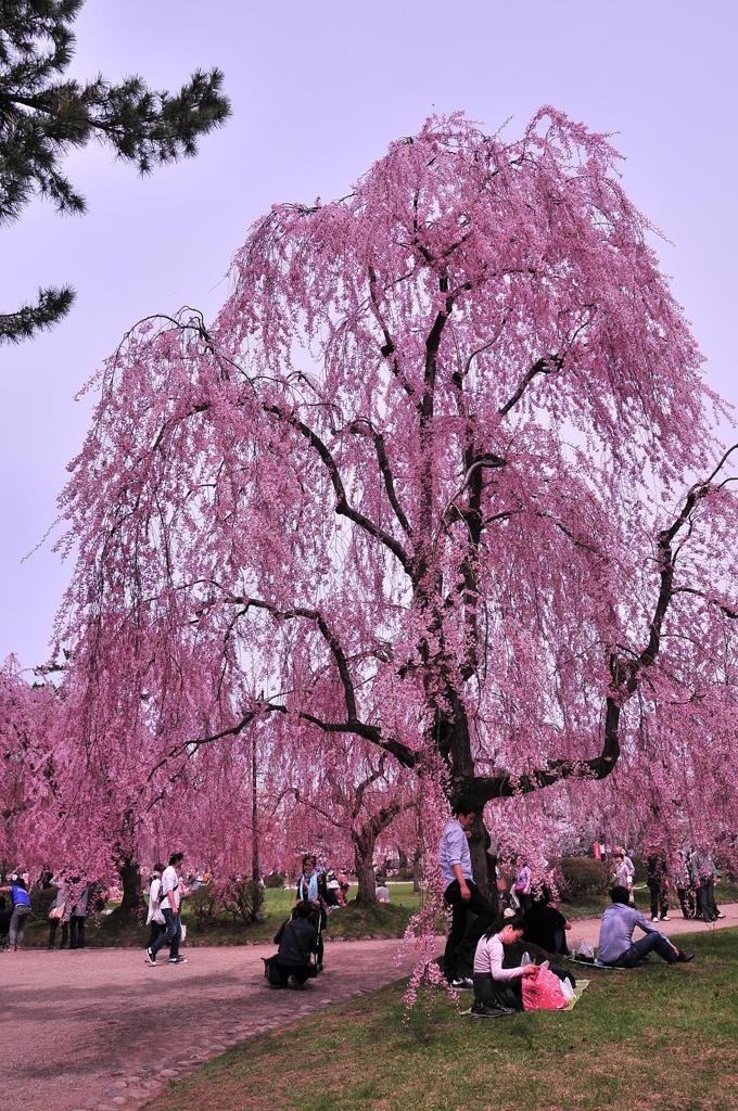 弘前城公園の枝垂れサクラ・・