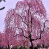 弘前城公園の枝垂れサクラ・・
