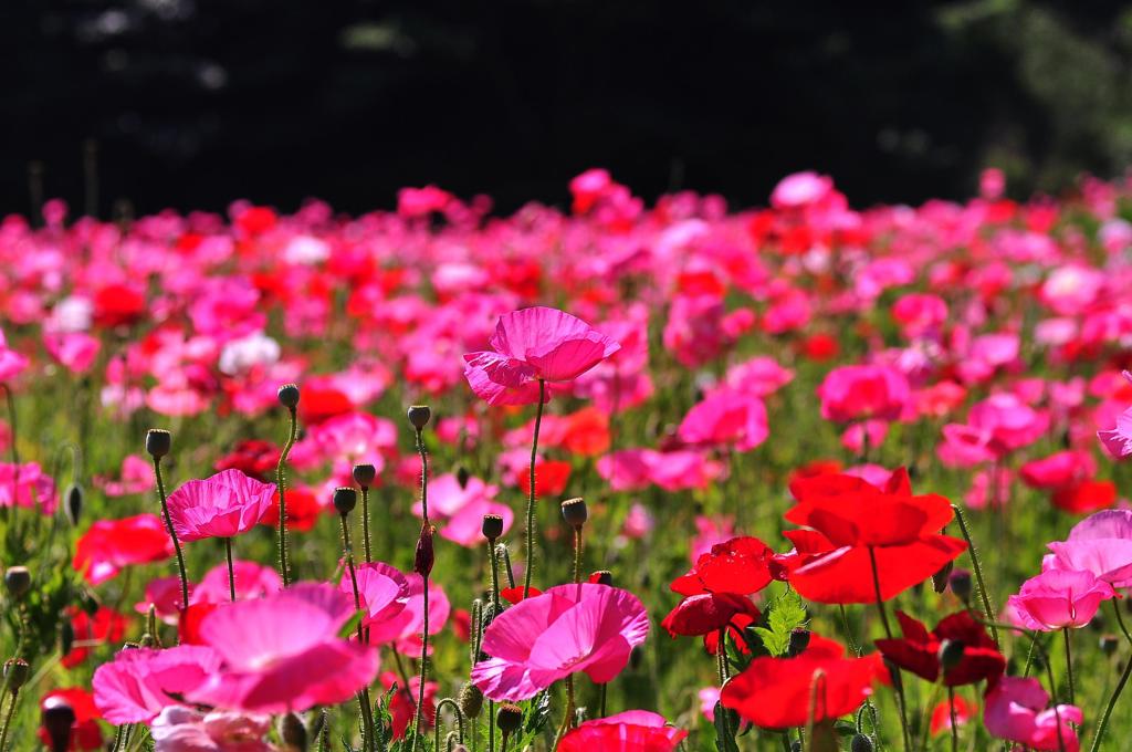 眩しい朝日を。。朝のくりはま花の国ホピー畑