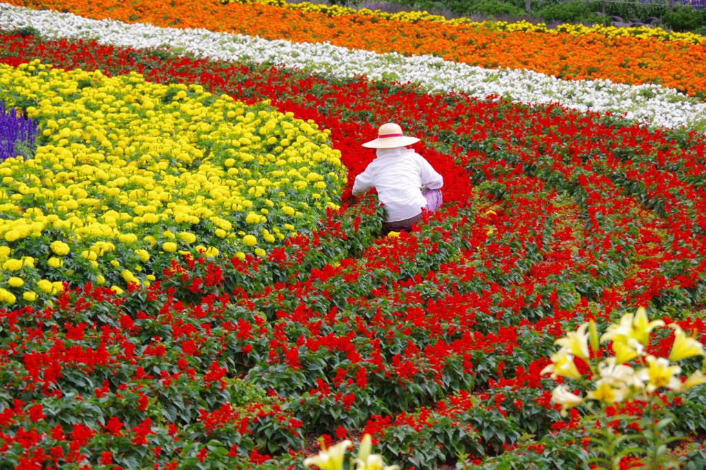 ぜるぶの丘で花を手入れ・・・