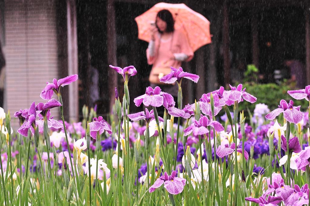 雨の中で似合う風景・・