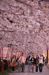 若者も桜のトンネルを。。夕方の弘前城公園