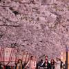 若者も桜のトンネルを。。夕方の弘前城公園