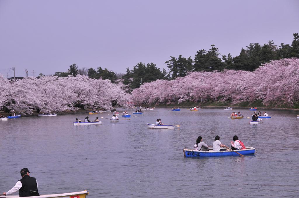 弘前でボート乗りながらお花見。。
