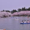 弘前でボート乗りながらお花見。。