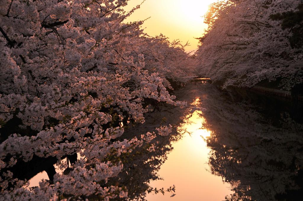 夕方の弘前城ほとりのサクラ並木。。