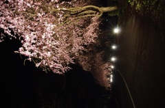 しだれ桜？