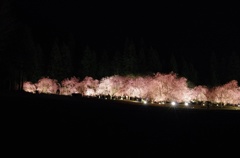 夜桜