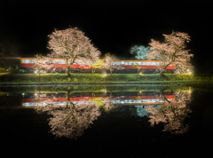 夜桜