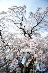 三春の滝桜