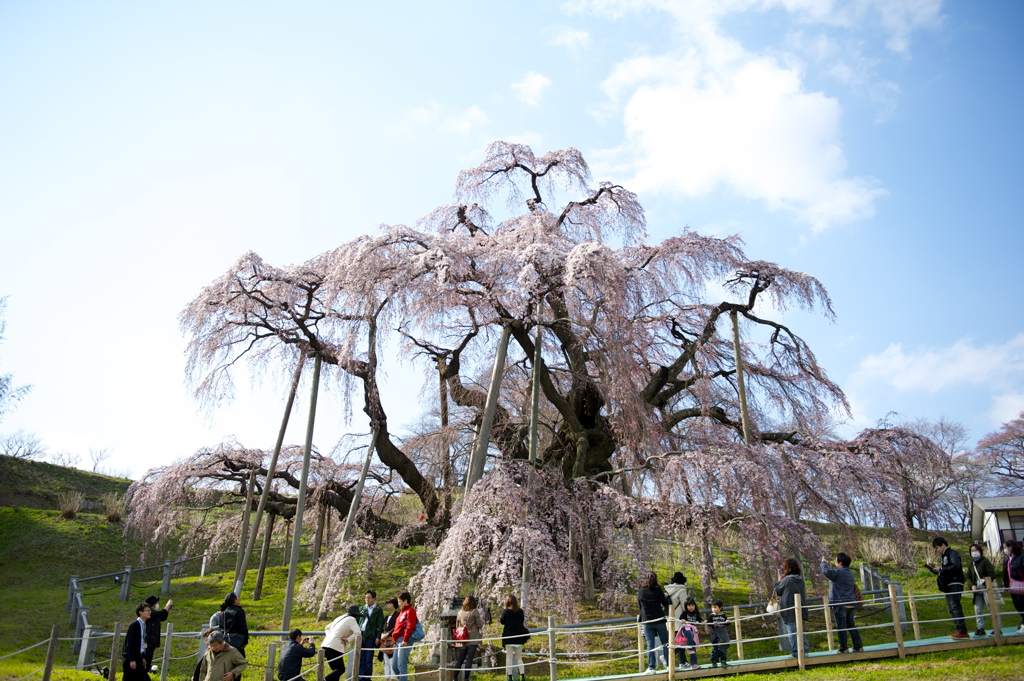 三春の滝桜