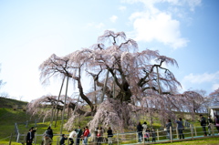 三春の滝桜