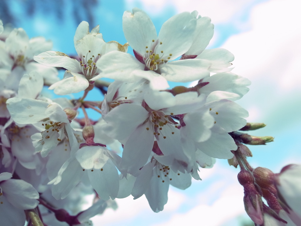 三春の滝桜