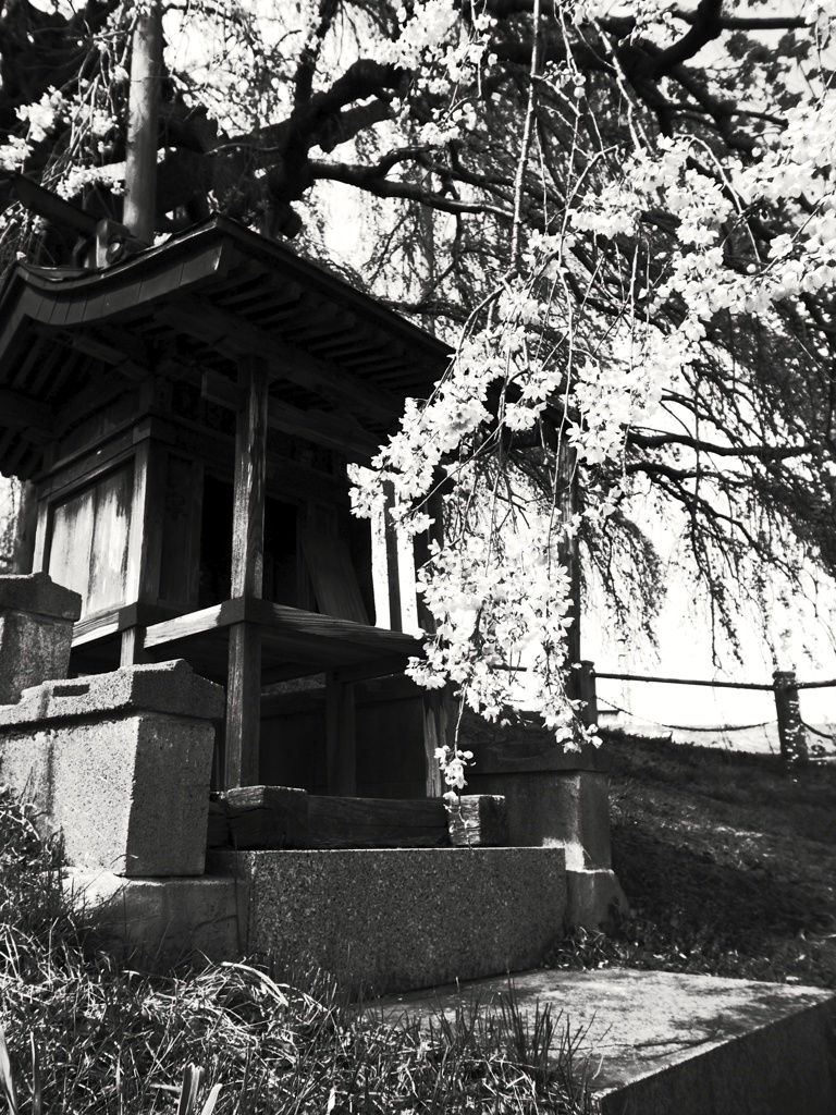 三春の滝桜
