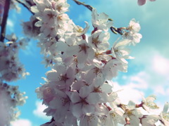 三春の滝桜
