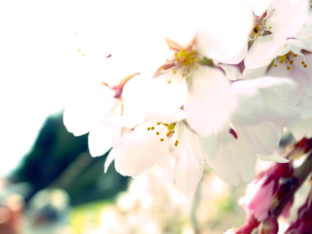 三春の滝桜