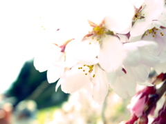 三春の滝桜