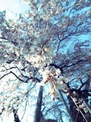 三春の滝桜