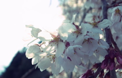三春の滝桜
