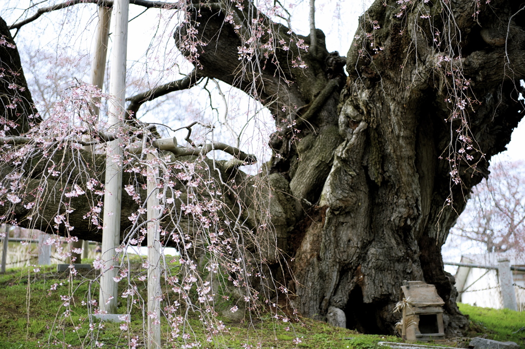 三春の滝桜