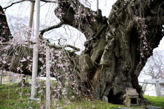 三春の滝桜