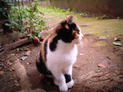 今日の　にゃんこ