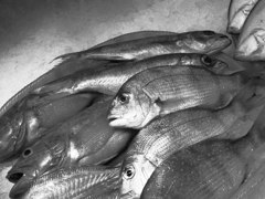 a fish market