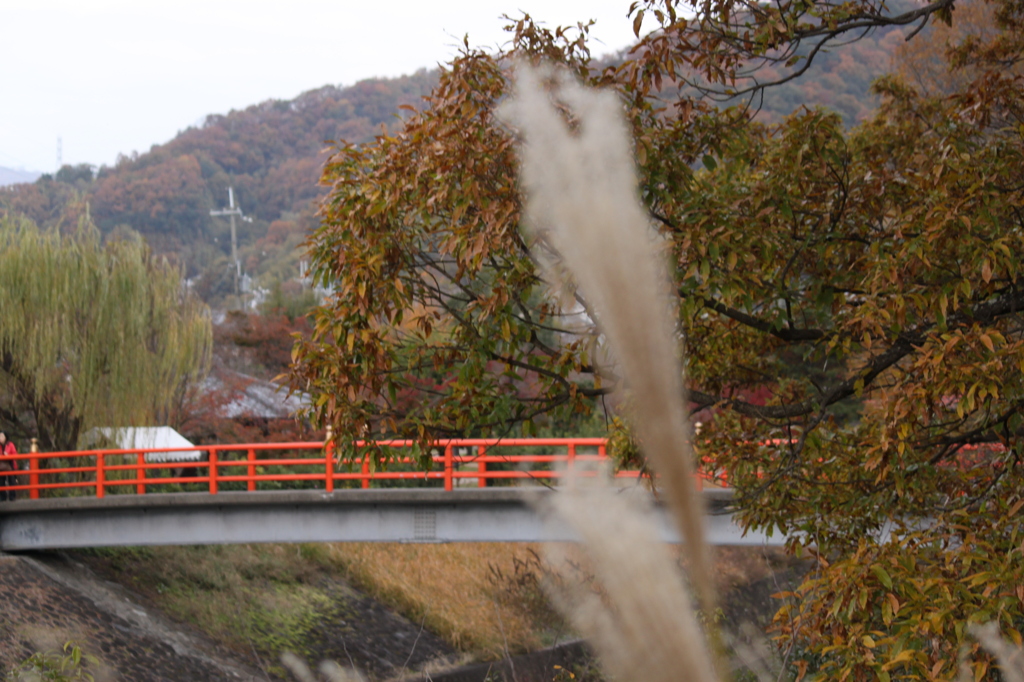 竜田川の紅葉　6