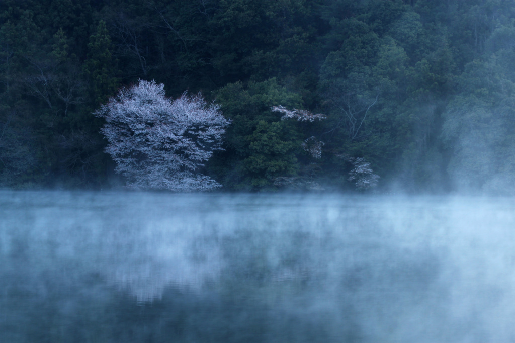 霧に浮かんだ桜　3